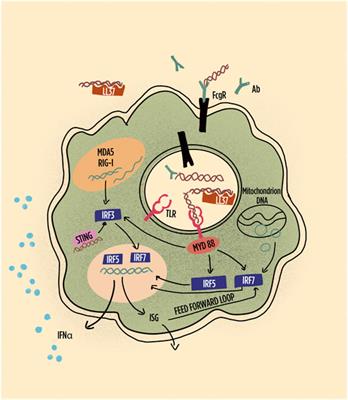 Type I Interferons in Systemic Autoimmune Diseases: Distinguishing Between Afferent and Efferent Functions for Precision Medicine and Individualized Treatment